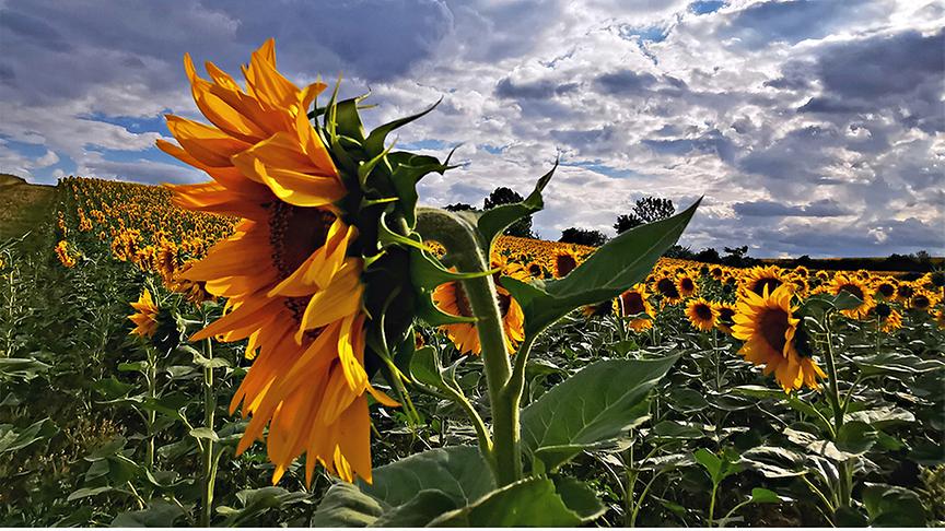 Sonnenblumenfeld über den weitläufige Wolken den blauen Himmel fast vollständig verdecken.