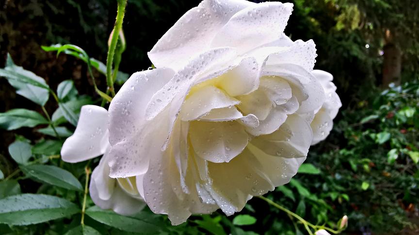 Regenschön - obwohl der Regen bereits aufgehört hat, hält der "Tröpfchencharme" dieser Schneewittchenrose noch länger an/Kleinhadersdorf