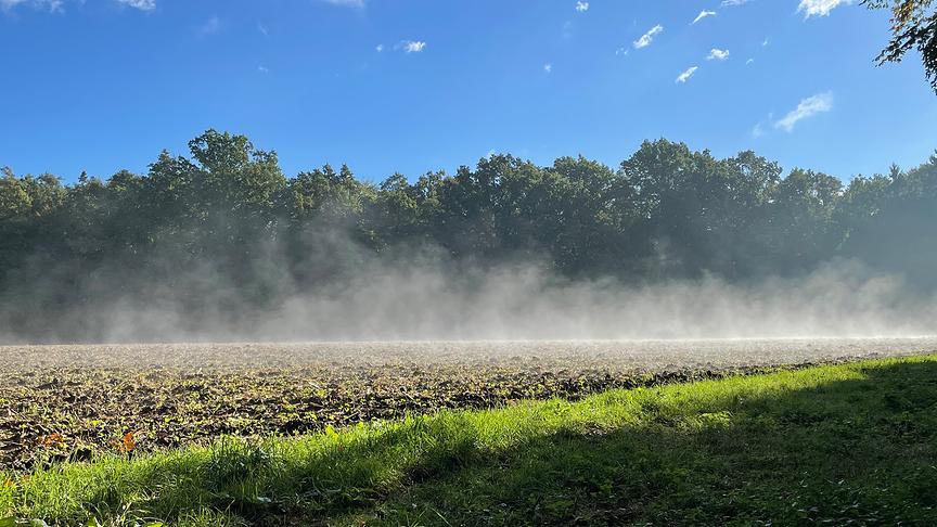Nebelschwaden steigen nach dem nächtlichen Regen auf. (Ingrid Skyva)