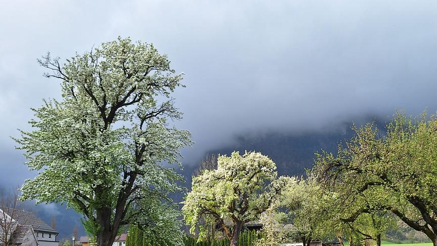 Blühende Bäume bei Golling, Tennengau. (Anton Wintersteller)