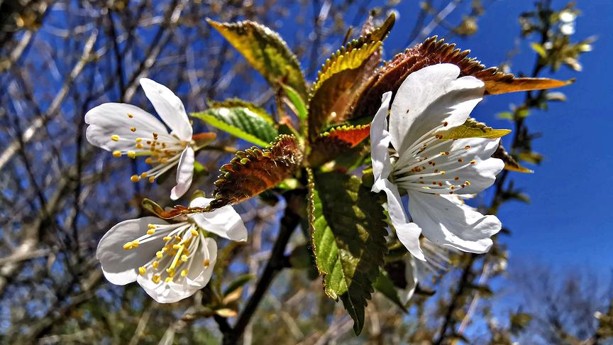 Sonnenfenster im Weinviertel bringen das Weiß der Kirschblüte zum Strahlen. (Gerti Portisch)