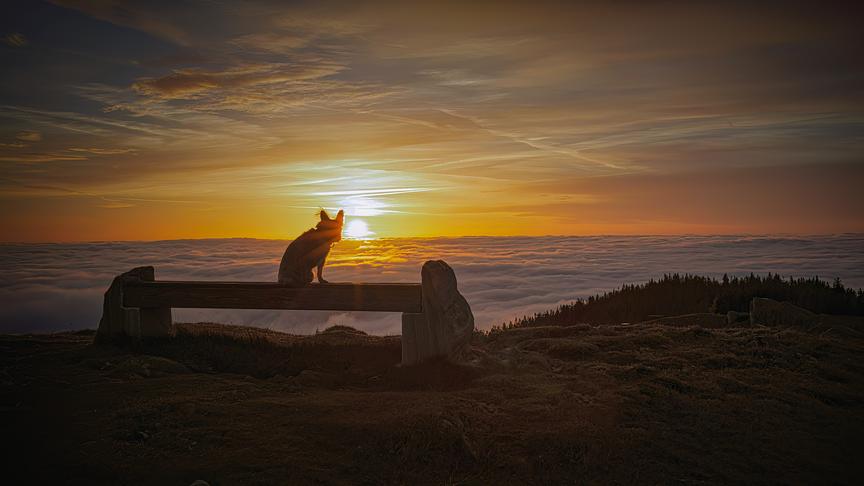© Werner Stiebler Simba über den Wolken. (Werner Stiebler)