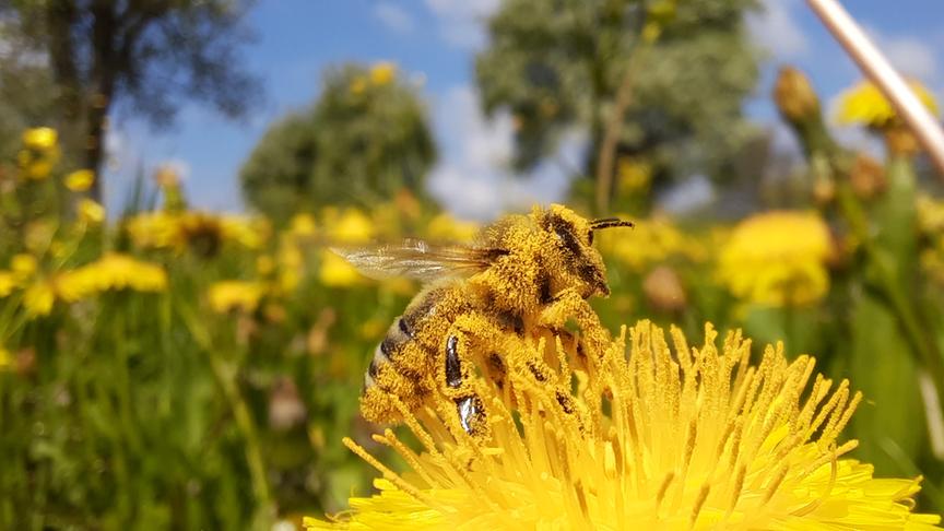 © Michaela Mille Fleißiges Bienchen an einem Maivormittag. (Michaela Mille)