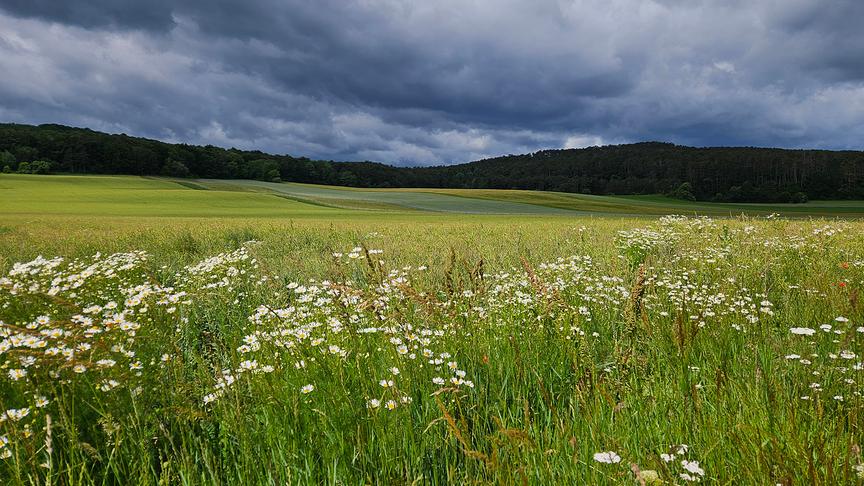 Hohe Wiese mit Blumen und im Hintergrund sich dunkel abzeichnender Wald bei dunkler Wolkenstimmung.