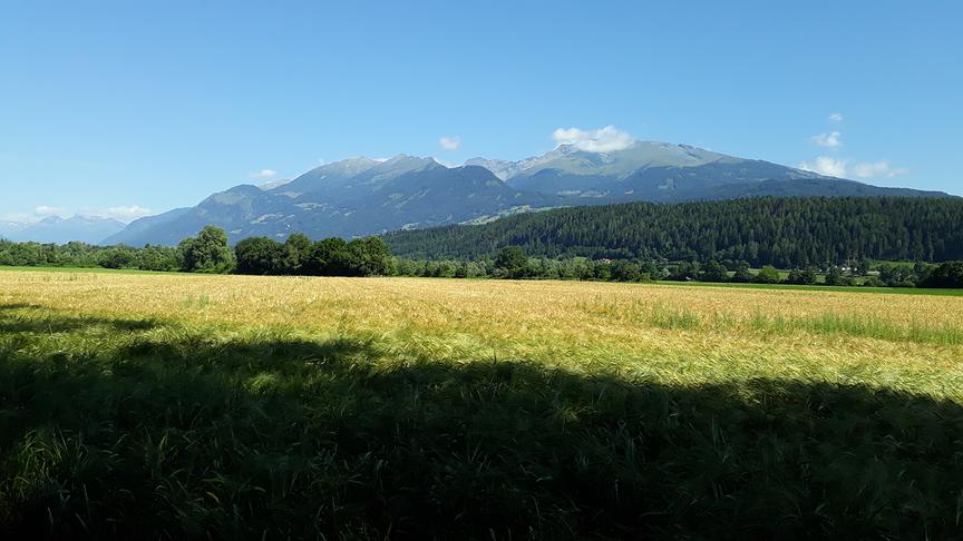 © Adalbert Holzfeind Ein Kornfeld in den Auen von Spittal. (Adalbert Holzfeind)