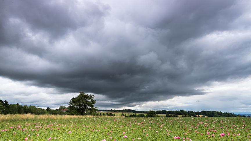 © Alexandra Weber Gleich regnets! Dunkle Wolken über einem Feld im Obst-Hügel-Naturpark Scharten. (Alexandra Weber)