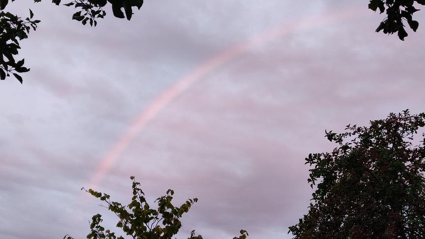 Wienerwald, ein zarter Regenbogen in rosa (Susanne Käfer)