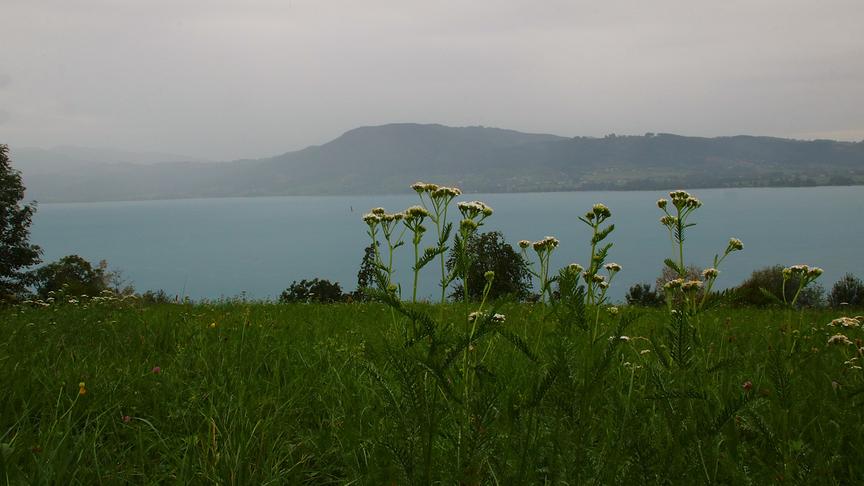 Regenstimmung mit Nebel überm Attersee