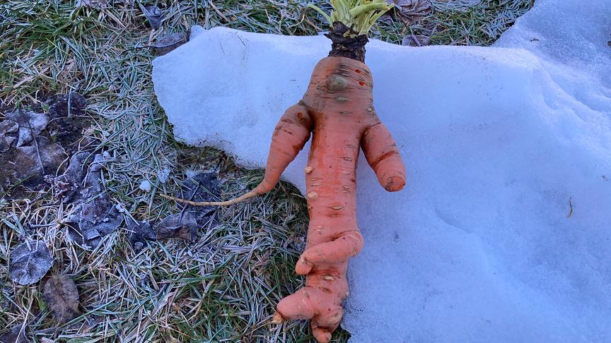 © Marcel Waschnig-Theuermann Karotten im Jänner geerntet (vor dem Wintereinbruch am Montag). Diese Karotte hat Silvester im Gartenbeet verbracht und ähnelt einer menschlichen Figur. (Marcel Waschnig-Theuermann)