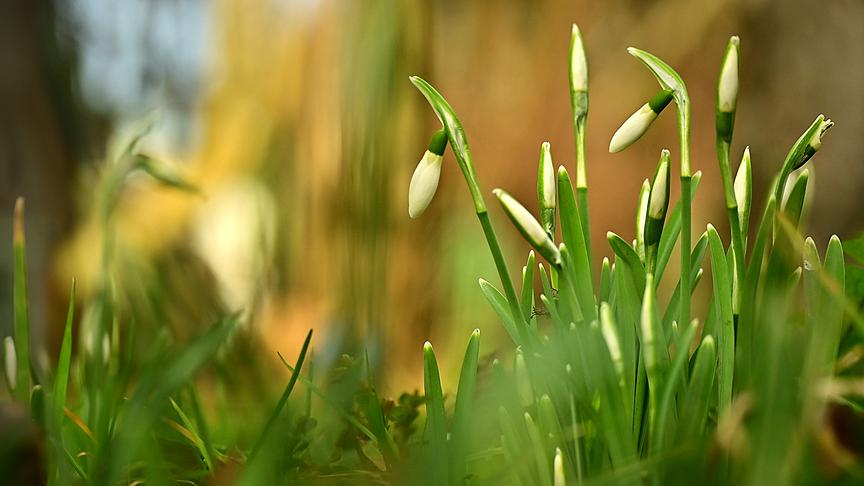 © Kresser Gerhard Dank des milden Wetters sprießen schon seit einigen Tagen die Schneeglöckchen in unserem Garten. (Kresser Gerhard)