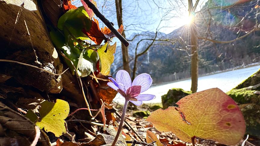 Ein violettes Blümchen wächst zwischen dem alten Laub, im Hintergrund, die noch verschneite Landschaft und warme Sonnenstrahlen