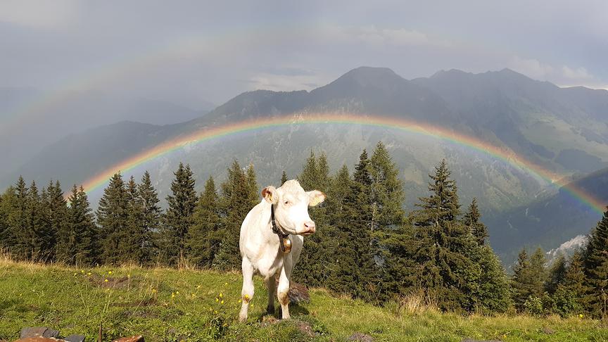 © Simon Schösser Lieblingskalb Raffaello unter dem zweifachen Regenbogen. (Simon Schösser)