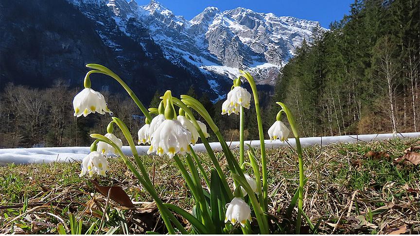 Weiße Blumen in einer Wiese, im Hintergrund Wald und verschneites Bergpanorama
