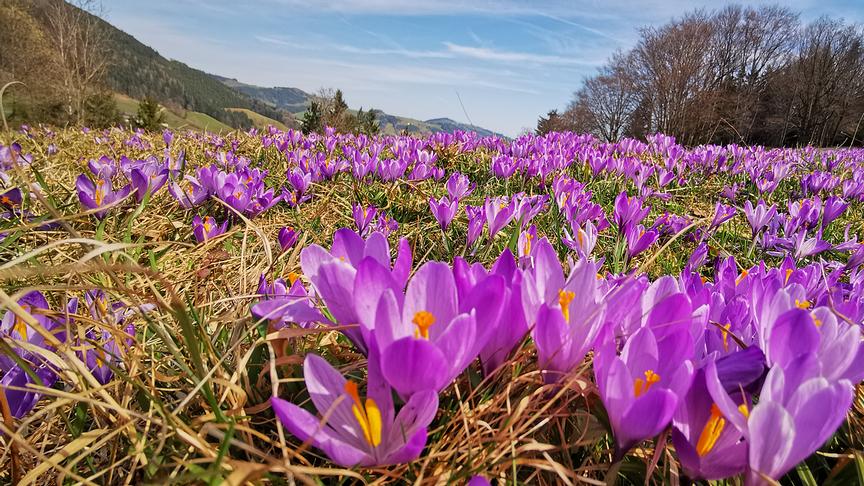 Violette Blumen übersäen eine Wiese, im Hintergrund blauer, heller Himmel