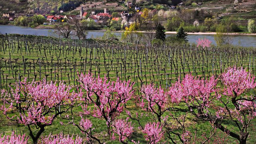 © Peter Grill Der Frühling in der Wachau! (Peter Grill)