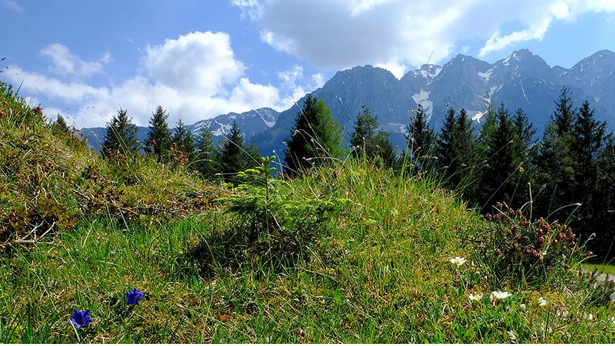 Blühende Wiese und Bäume im Vordergrund, im Hintergrund hohe Berge und heller, blauer Himmel mit Wolken.