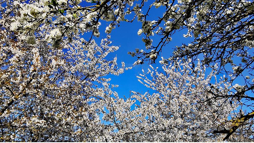 Blühende weiße Bäume und blauer Himmel.