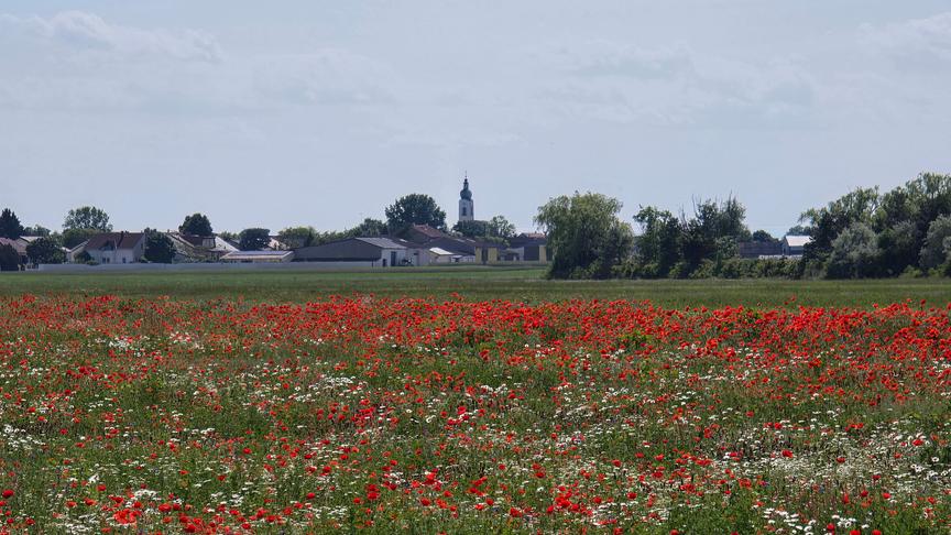 © Maria Seywerth Die Pfarrkirche von Sankt Andrä am Zicksee. (Maria Seywerth)