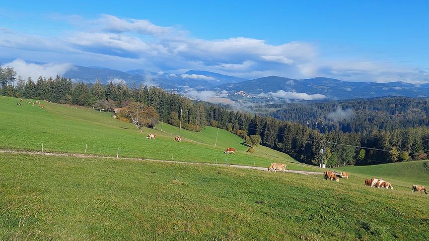 Bei meiner morgendlichen Radtour nach St. Florian am Krappfeld mit Blick auf Althofen, wo sich die letzten Nebelfelder auflösen. (Brigitta Steiner)