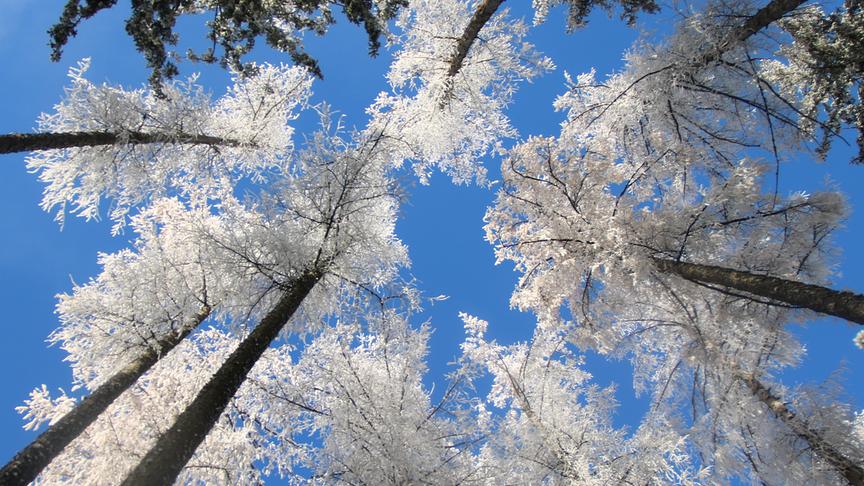 Vereiste Baumwipfel vor blauem Himmel