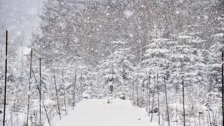 Im bereits verschneiten Wald fallen noch weitere, große Schneeflocken