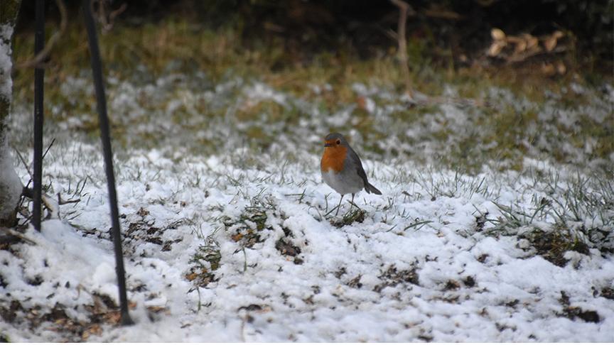 Rotkehlchen auf einer leicht verschneiten Wiese