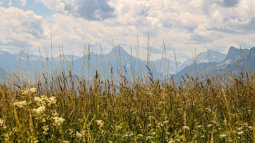 © Ingrid Schwarzmayr Im Vordergrund hohe Wiese mit Blumen. Durch die höchsten Pflanzen hindurch sieht man im Hintergrund ien beeindruckendes Bergpanorama unter stark bewölktem, aber dennoch schönem Wetter-Himmel.