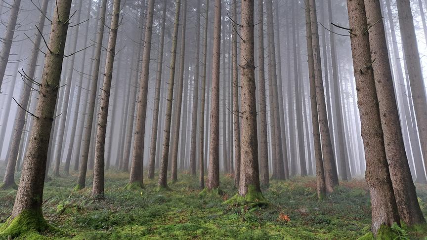 Auch im Nebel ist es schön (Helga Wirlitsch) - Vernebelter Wald mit vielen geradegewachsenenen Nadelbäumen