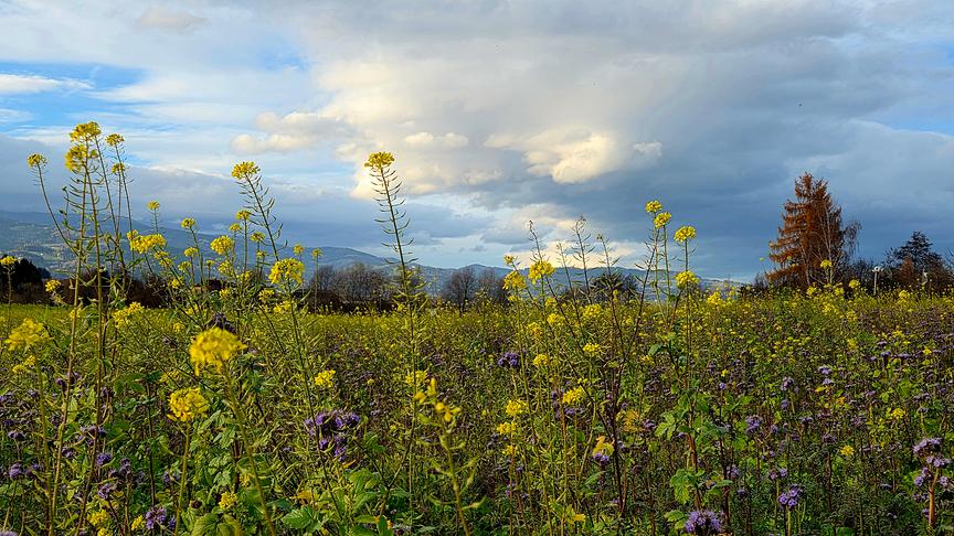 Die tiefliegenden, schweren Wolken lassen den nahenden Wetterumschwung auch in St. Andrä erahnen (Brigitte Moro)