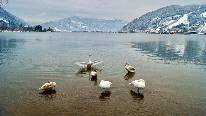 © Maria Harlander Etwas Neuschnee, stark bewölkt heute nicht mehr so kalt. Blick nach Zell am See vom Nordufer aus. (Maria Harlander)