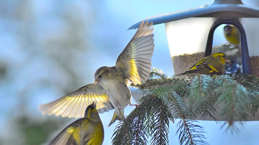 © Ingrid Grossauer An unserem Futterhaus geht es mit den Erlenzeisigen sehr turbulent zu. (Ingrid Grossauer)