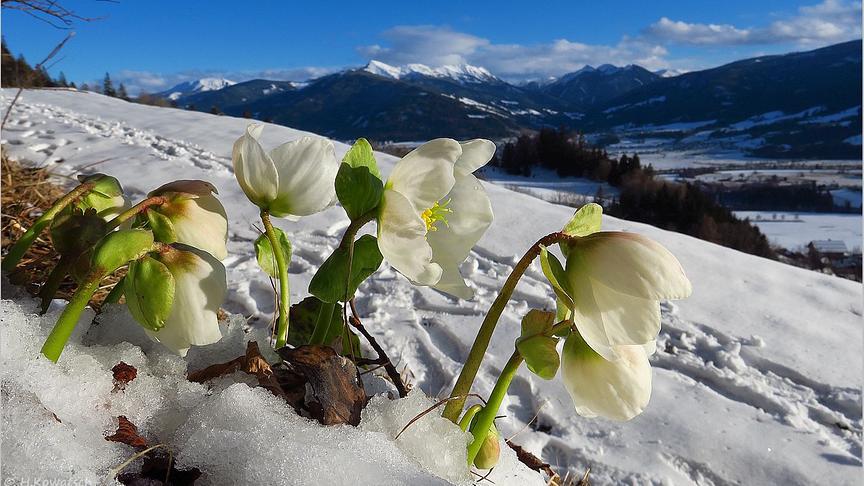 Schneerosen in Pürgg wecken die Vorfreude auf den Frühling. (Hannes Kowatsch)