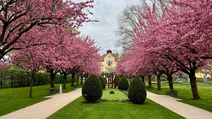Wunderschön blühenden Kirschblüte-Bäume im Goethepark in Klagenfurt. (Marko Beszeni)