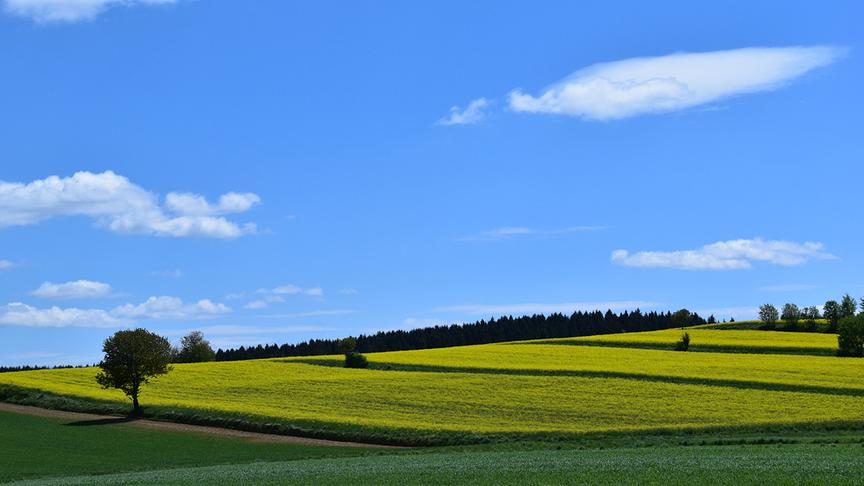 Gelbe Rapsfelder unter blauem, fast wolkenlosem Himmel.