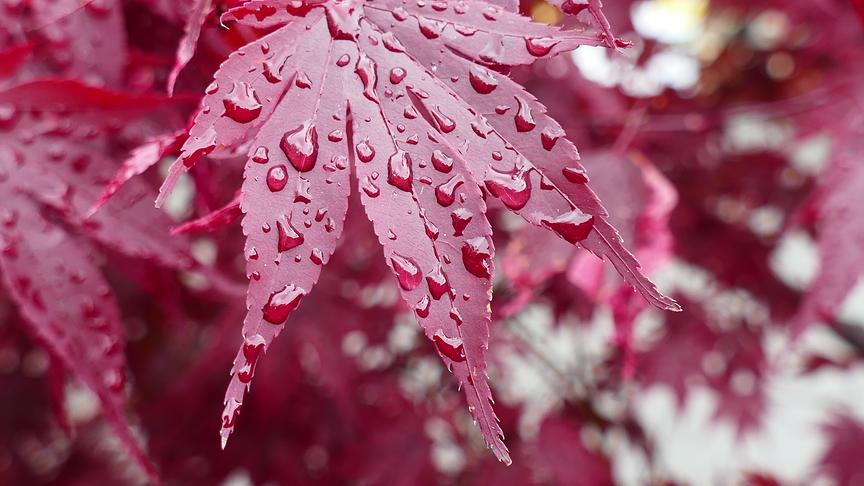 Roter Ahorn mit Regentropfen auf den Blättern.