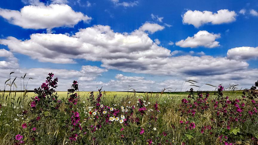 © Gerti Portisch Wildblumen unter einem Dach von Schönwetterwolken umspielen die Feldränder - Sommer pur/ Altlichtenwarth/NÖ. (Gerti Portisch)