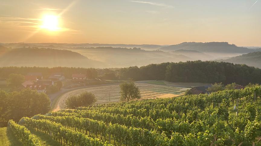 © Gabriela Hakl Sonne über Weingarten mit leichten Nebel. (Gabriela Hakl)
