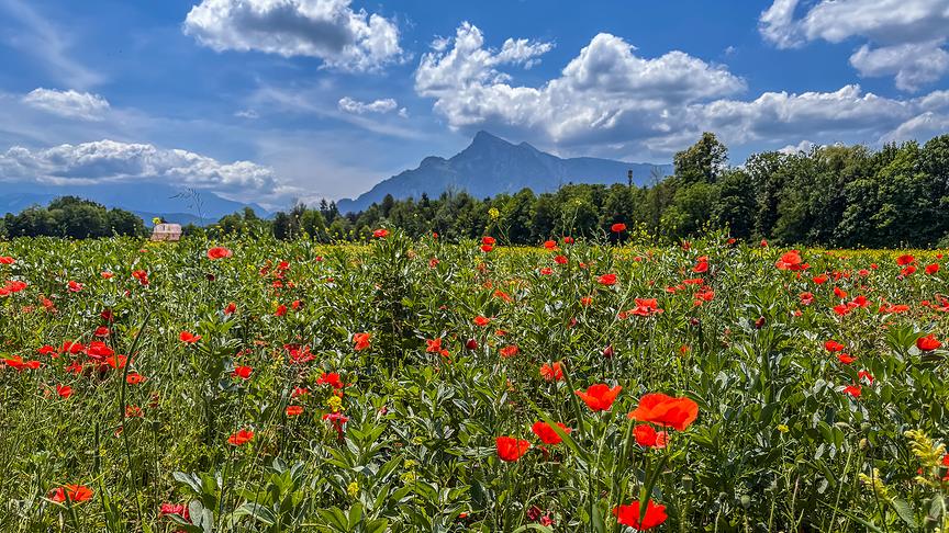 © Johannes Killer Blumenwiese in Nonntal Richtung Untersberg. (Johannes Killer)