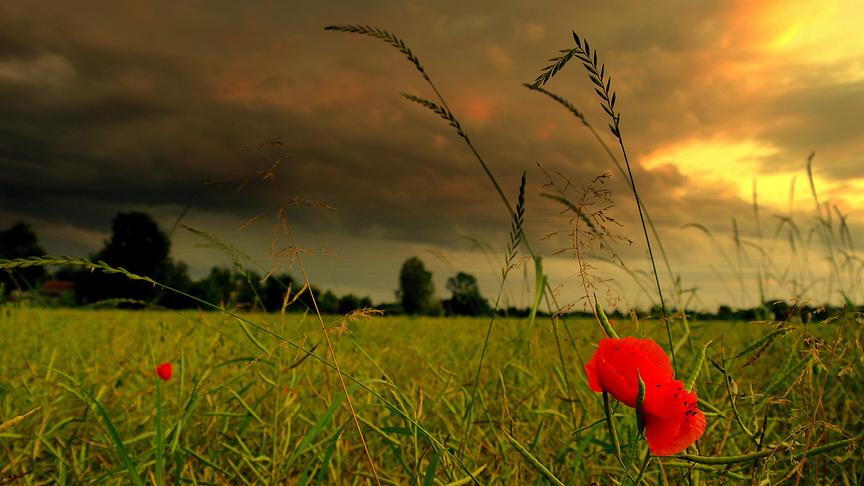 © Reinhard Weigel "Klatschmohn im Gewitter" im Tal in Braunau am Inn (Reinhard Weigel)