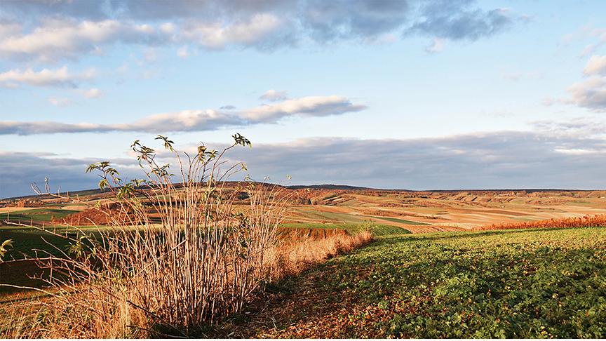Weite, mäßig hügelige Landschaft, die sehr ausgetrocknet und braun erscheint, unter bewölktem, hellem Himmel.