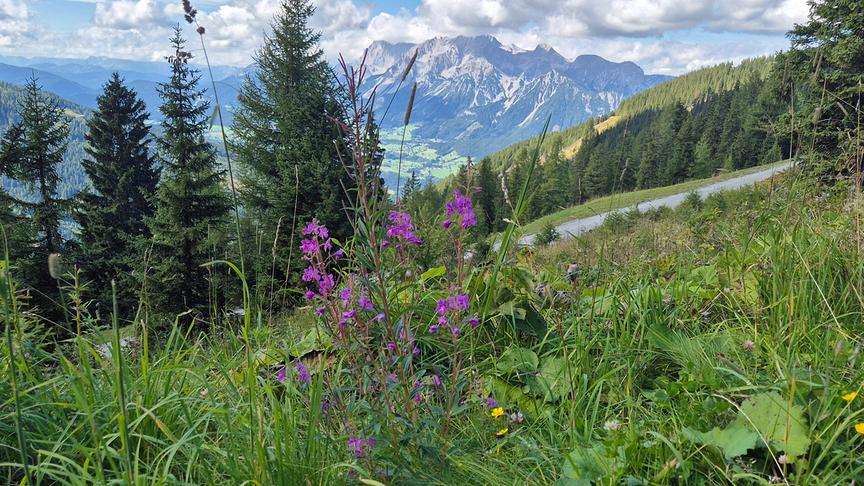 © Andrea Andrä Blick vom Hauser Kaibling zum Dachstein mit Wolkenhaube (Andrea Andrä)