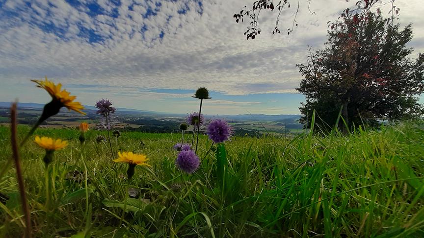 Lockere Wolkendecke über Wiese mit Blumen