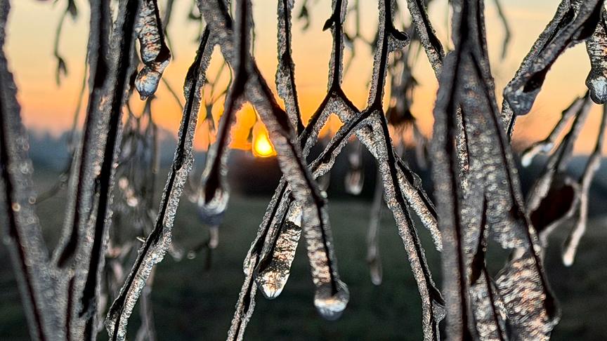 Von Eis eingeschlossene, herabhängende Äste durch die die aufgehende Sonne zu sehen ist.