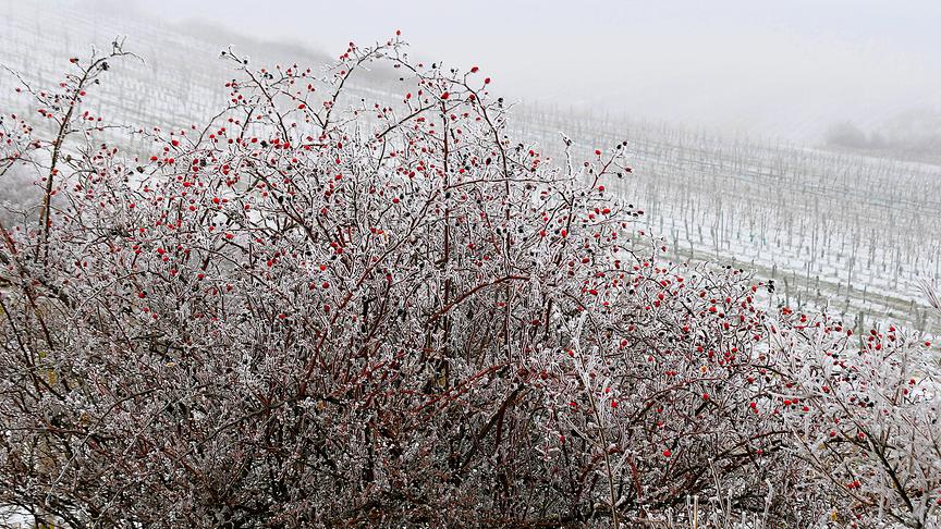 Von Frost bedecke und Nebel umgebene Hagebuttensträucher und Weinfeld.
