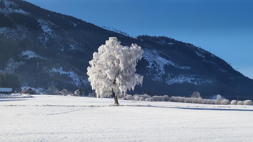 Schneebedeckte Wiese auf der ein einzelner Baum steht, der durch Frost eine interessante Eisformation bildet.