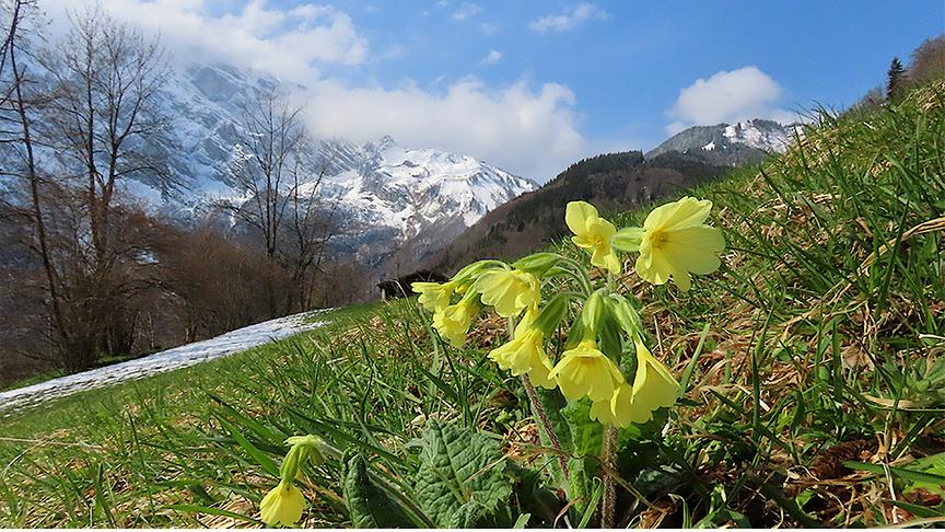Im Vordergrund eine blassgelbe Blume, im Hintergrund Ausblick auf ein verschneites Bergpanorama umgeben von Wolken