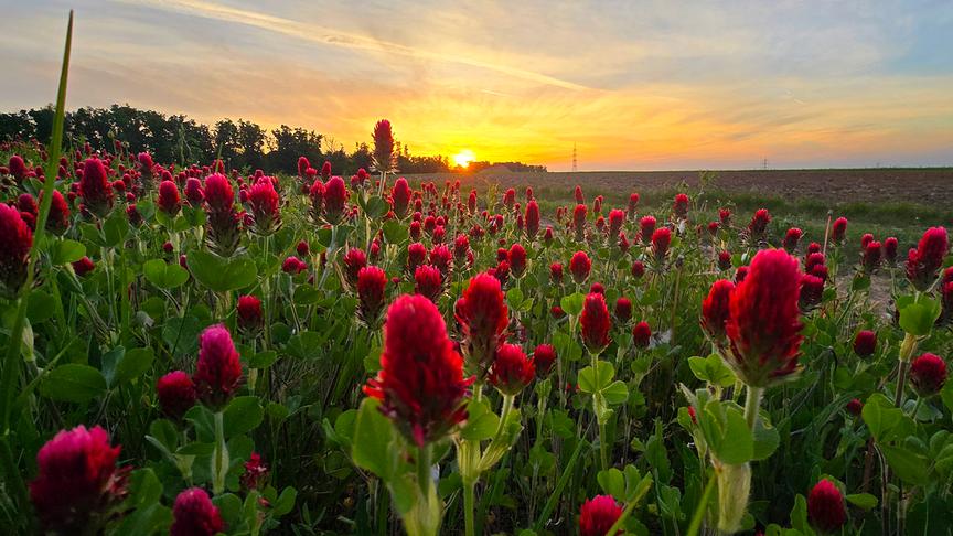 © Beatrix Fischer-Pochtler Früh am Morgen vorbei an blühenden Feldern, wenn die Sonne dazu noch aufgeht, dann zeigt sich die Natur von ihrer schönsten Seite. (Beatrix Fischer-Pochtler)