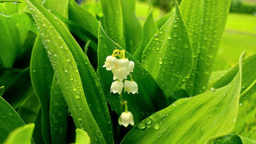 © Sabine Lauß Maiglöckchen im Regen, aufgenommen heute Früh in Peilstein im Mühlviertel (Sabine Lauß)