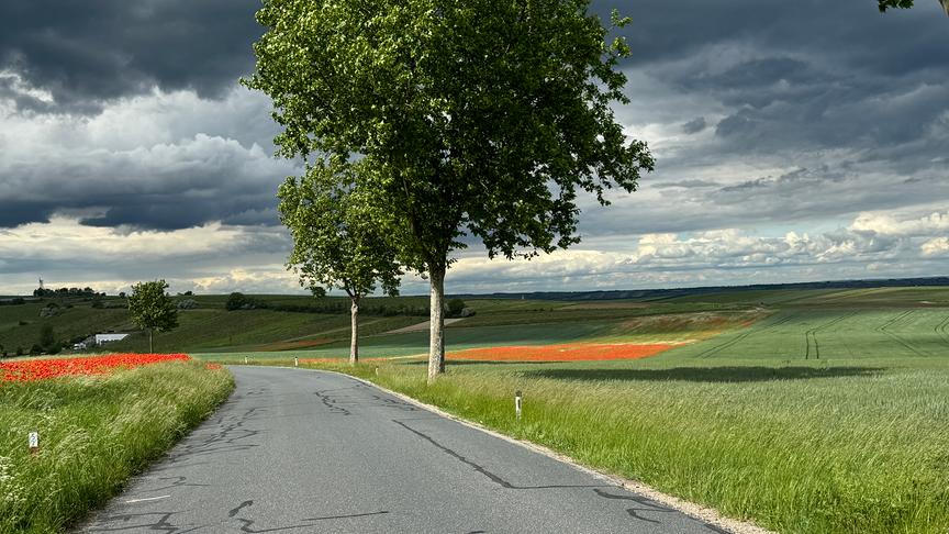 © Martin Horeth Mohnfeld vor Gewitter (Martin Horeth)