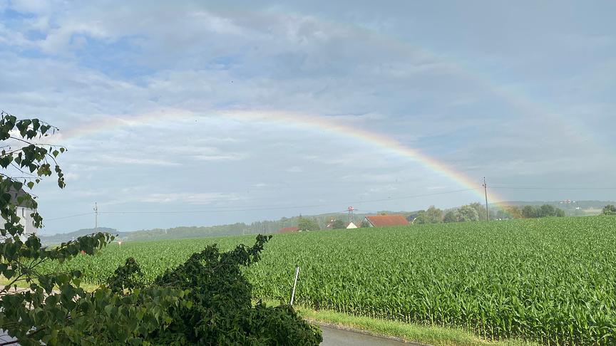 Ein Regenbogen über einem hoch wachsenden Maisfeld. Die Luft wirkt etwas getrübt und der Himmel ist bewölkt.